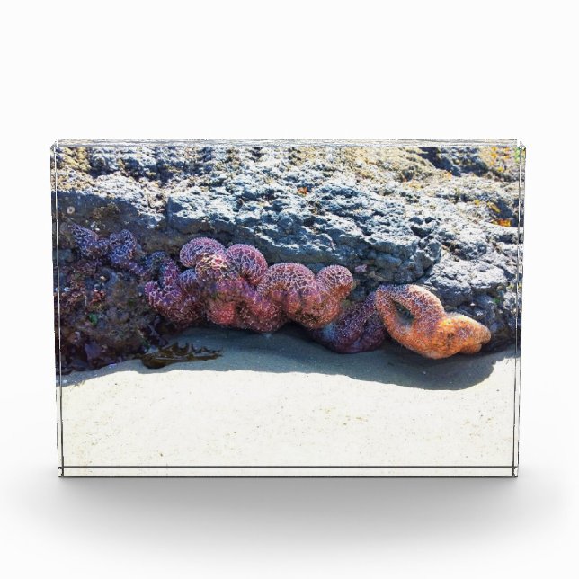 Colourful Starfish at Bob Creek, OR Photo Block (Front)