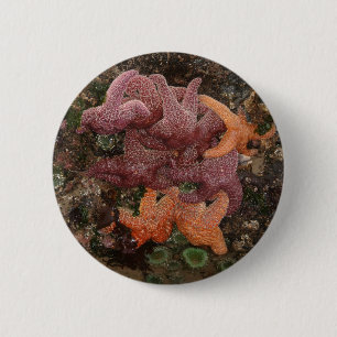 Colourful Starfish/Sea Star Photo 5 in Oregon 6 Cm Round Badge