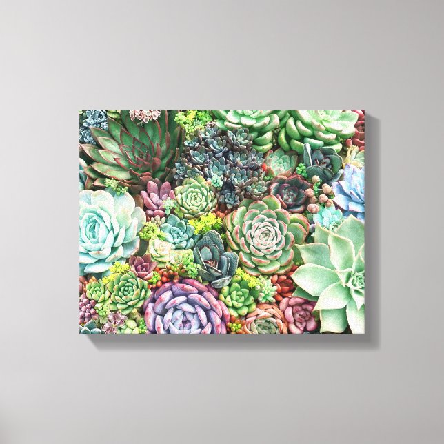 Colourful Succulent Garden Canvas Print (Front)