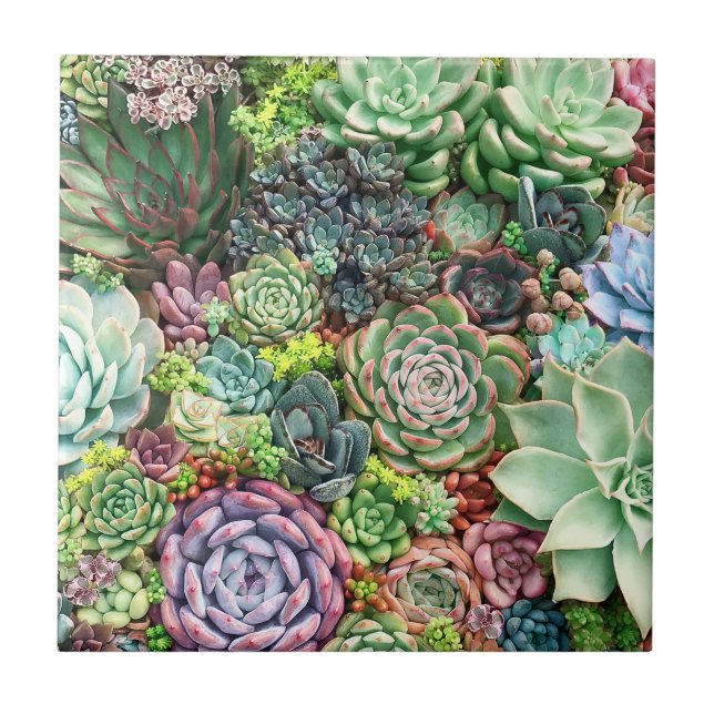 Colourful Succulent Garden Tile (Front)