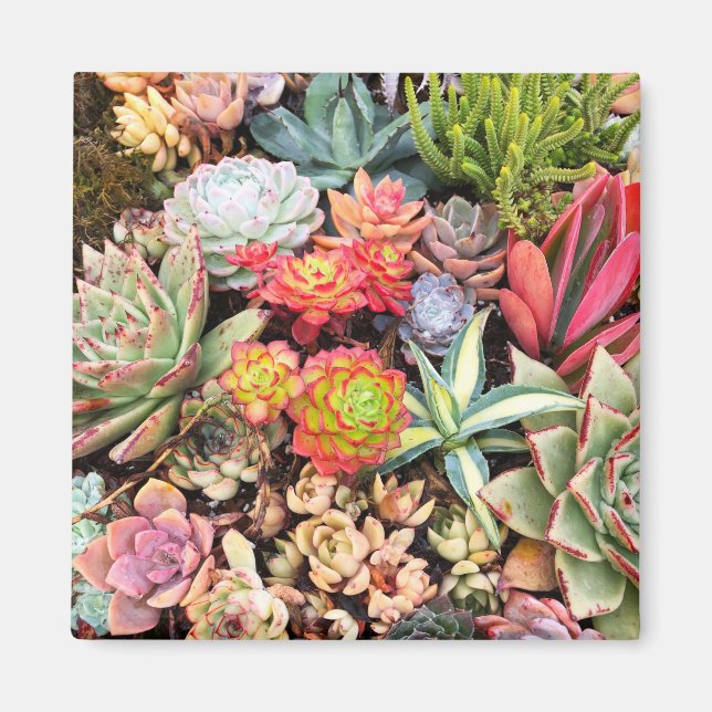 Colourful Succulent Mix Magnet (Front)
