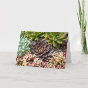colourful succulent plants card