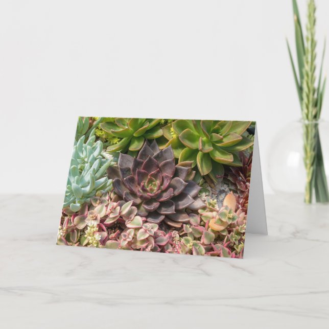 colourful succulent plants card (Front)
