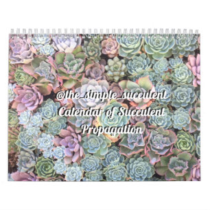 Colourful Succulent Propagation Calendar