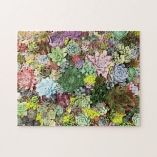 Colourful Succulents Jigsaw Puzzle