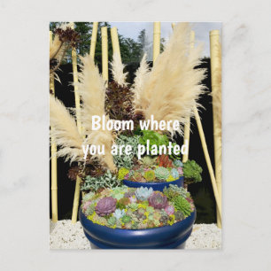 Colourful Succulents with Silver Grass Postcard