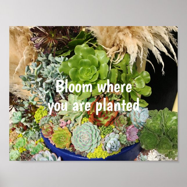 Colourful Succulents with Silver Grass Poster (Front)