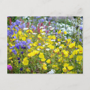 Colourful Summer Wildflowers Postcard