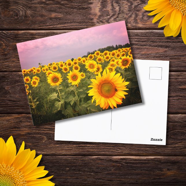 Colourful Sunflowers Photo Country Photograph Postcard (Creator Uploaded)
