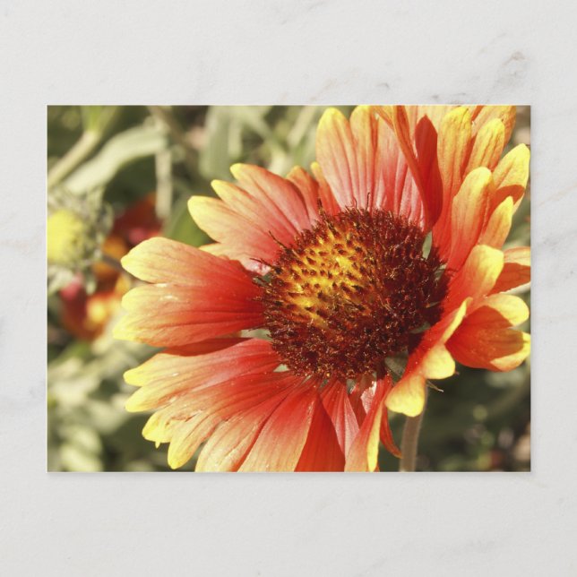 Colourful Sunny Blanket Flower Gaillardia Photo Postcard (Front)