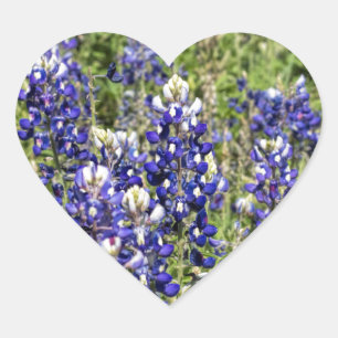 Colourful Texas Bluebonnets - Lupinus texensis Heart Sticker