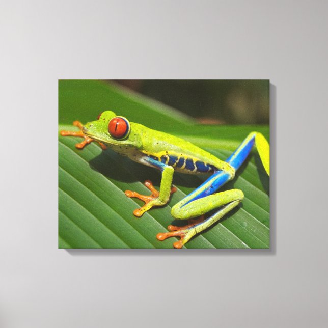 Colourful Tree Frog Canvas Print (Front)