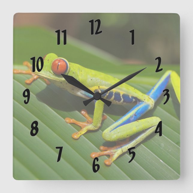 Colourful Tree Frog Square Wall Clock (Front)