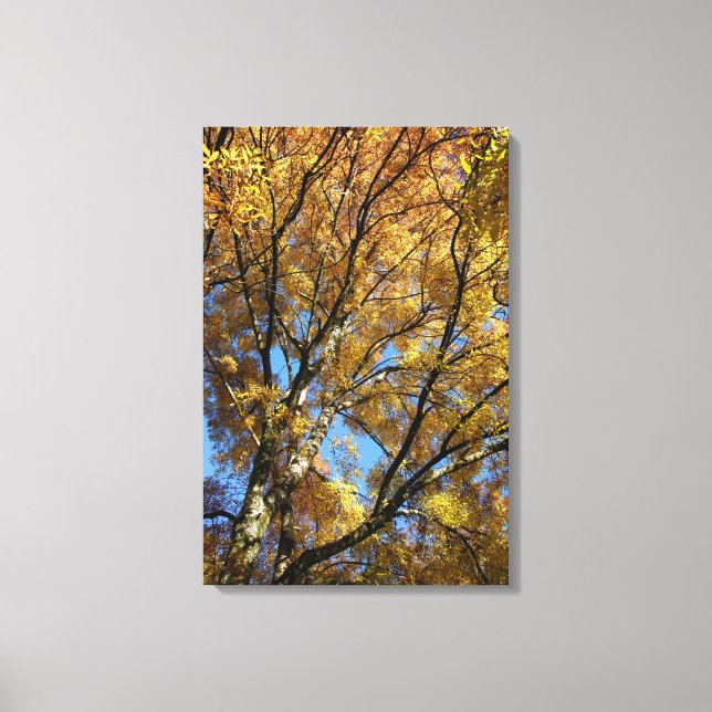 Colourful trees in autumn canvas print (Front)