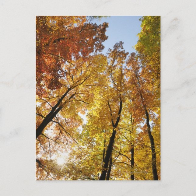 Colourful Trees Postcard (Front)