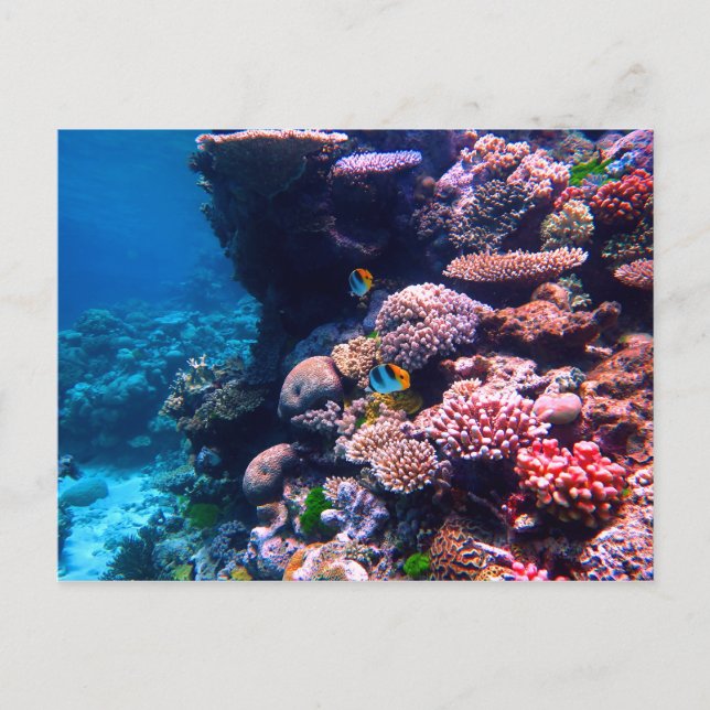 Colourful Tropical Coral Reef Postcard (Front)