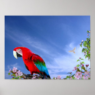 Colourful Tropical Parrot Poster