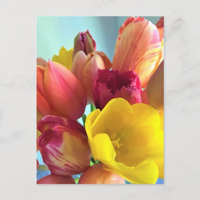 Colourful Tulip Bouquet Postcard (Front)
