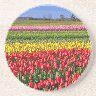 Colourful tulip field coaster