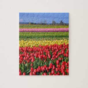 Colourful tulip field jigsaw puzzle