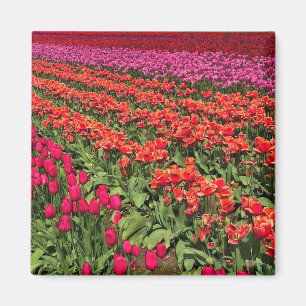 Colourful Tulip Field, Oregon Magnet