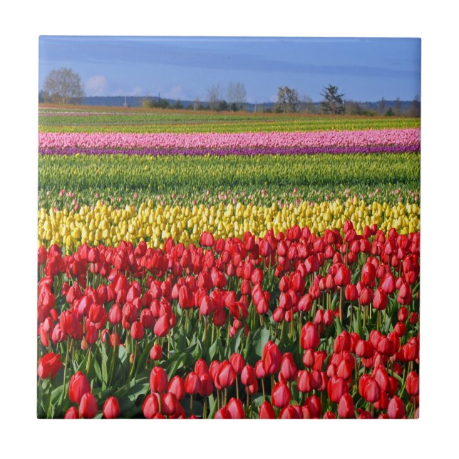 Colourful tulip field tile (Front)
