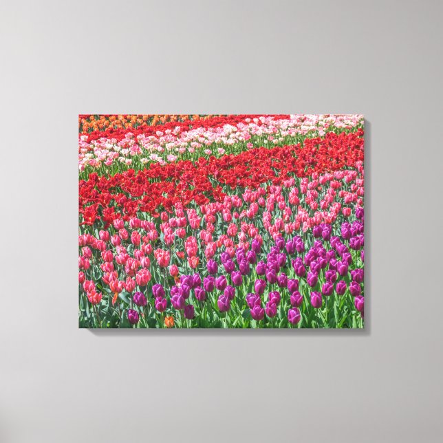 Colourful tulip field view canvas print (Front)