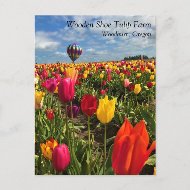 Colourful Tulip Field with Balloon Postcard (Front)