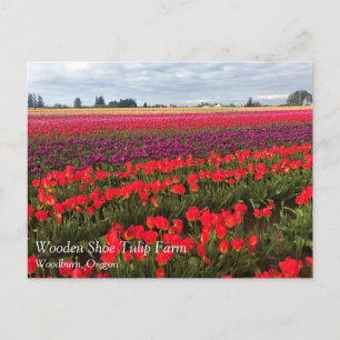 Colourful Tulip Field, Woodburn, Oregon Postcard