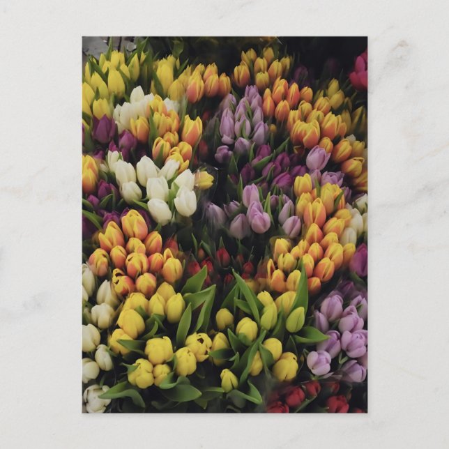 Colourful Tulip Flower Garden in Bloom, Stylish  Postcard (Front)