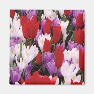 Colourful Tulip Flowers Magnet
