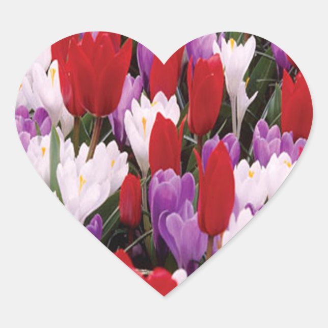 Colourful Tulip Flowers Stickers (Front)