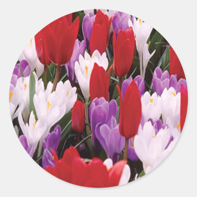 Colourful Tulip Flowers Stickers (Front)