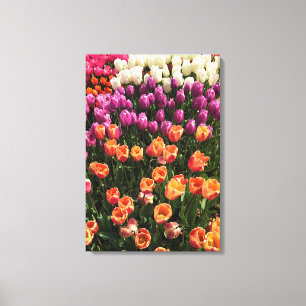 Colourful Tulip Garden Bed, Oregon Canvas Print