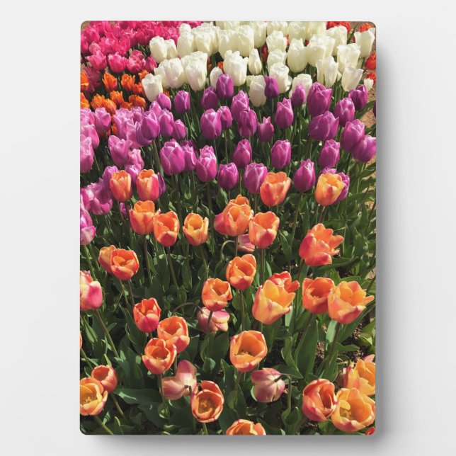Colourful Tulip Garden Bed, Oregon Plaque (Front)