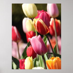 Colourful Tulip Garden Poster