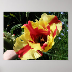 Colourful Tulip Macro Print