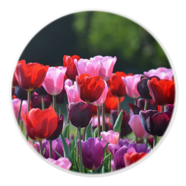 Colourful Tulips Dresser Knob (Front)