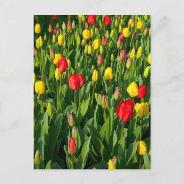 Colourful Tulips II Postcard (Front)