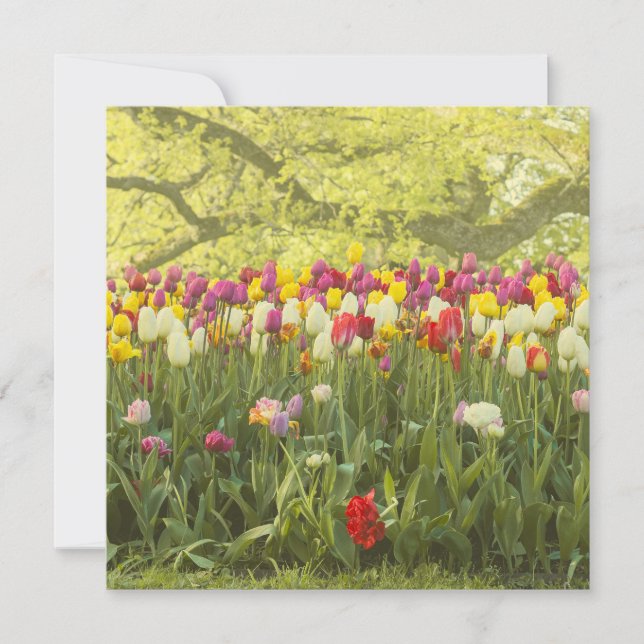 Colourful tulips in a park (Front)