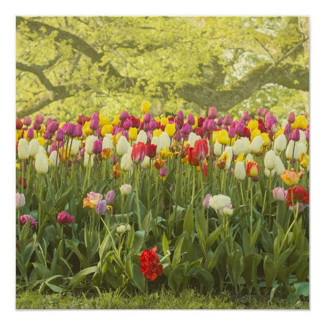 Colourful tulips in a park poster (Front)