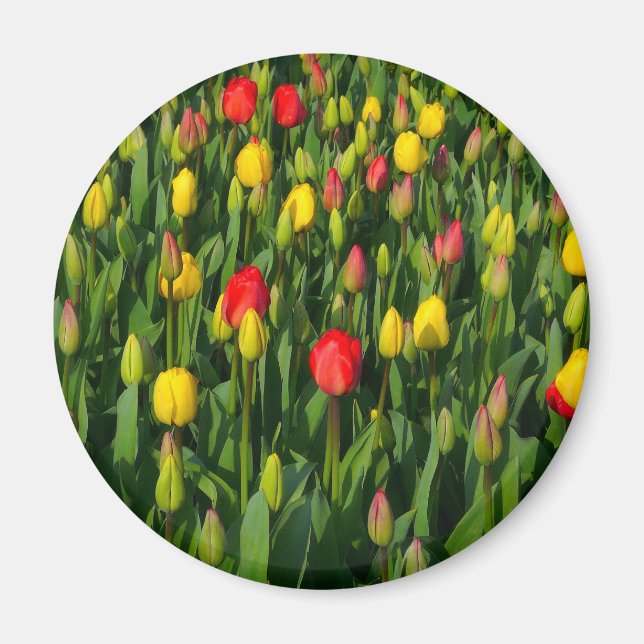 Colourful Tulips Magnet (Front)