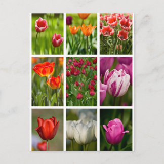 Colourful Tulips Postcard