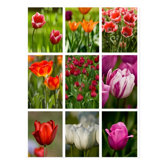 Colourful Tulips Postcard