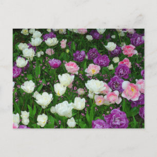 Colourful Tulips Postcard