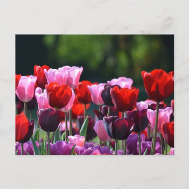 Colourful Tulips Postcard (Front)