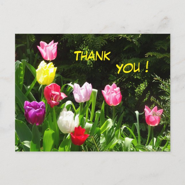 Colourful Tulips Thank You Postcard (Front)