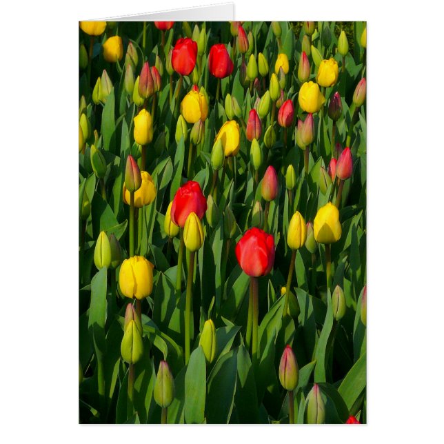 Colourful Tulips - Vertical (Front)