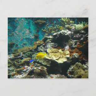 Colourful Undersea World/Coral Reef Marine Life l Postcard
