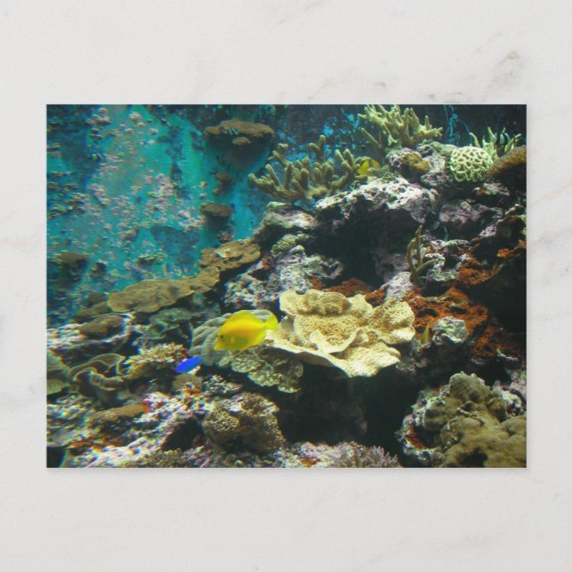 Colourful Undersea World/Coral Reef Marine Life l Postcard (Front)